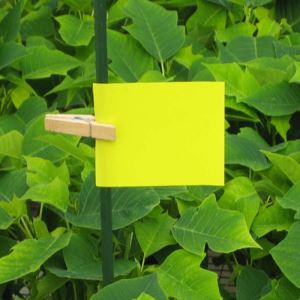 Prentvæn PP Skordýr Sticky Trap Yellow