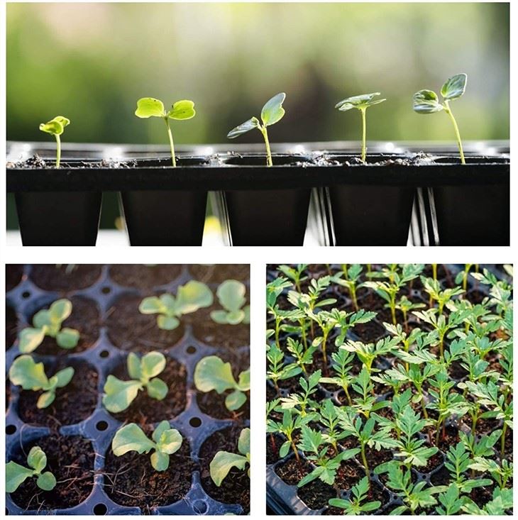 72 Cells Seedling Trays